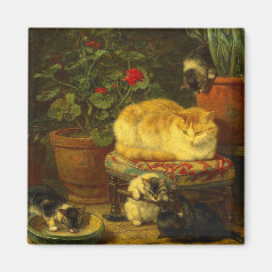 Kittens bij Play Magneet