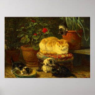 Kittens bij Play Poster