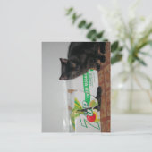 Kittens Briefkaart (Staand voorkant)