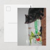 Kittens Briefkaart (Voorkant / Achterkant)