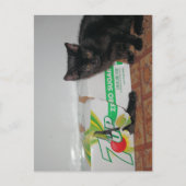 Kittens Briefkaart (Voorkant)