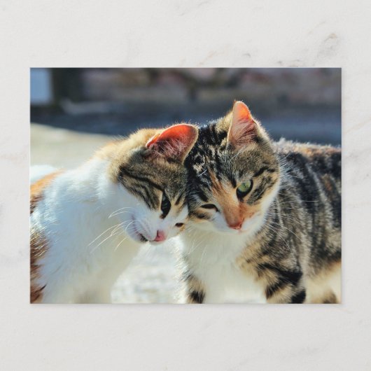 Kittens Briefkaart (Voorkant)