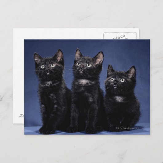 Kittens Briefkaart (Voorkant / Achterkant)