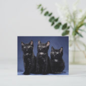 Kittens Briefkaart (Staand voorkant)