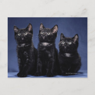 Kittens Briefkaart