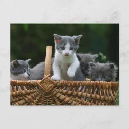 kittens briefkaart (Voorkant)