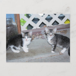 Kittens Briefkaart