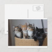 Kittens Briefkaart (Voorkant / Achterkant)