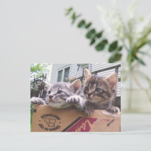 Kittens Briefkaarten (Staand voorkant)