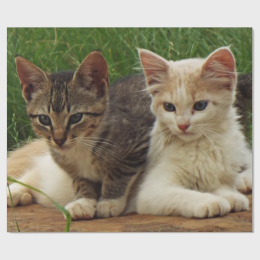 Kittens Cadeaupapier (Vlak)