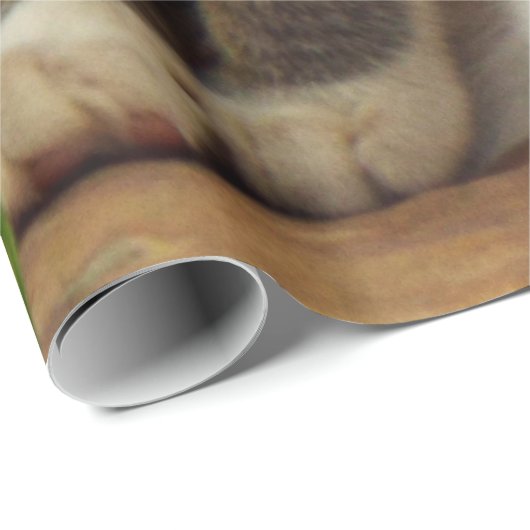 Kittens Cadeaupapier (Rol Hoek)