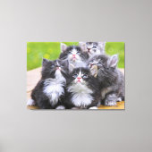 Kittens Canvas Afdruk (Voorkant)