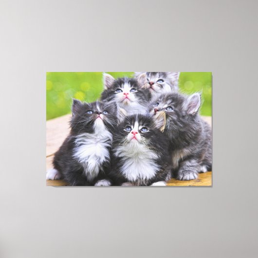 Kittens Canvas Afdruk (Voorkant)