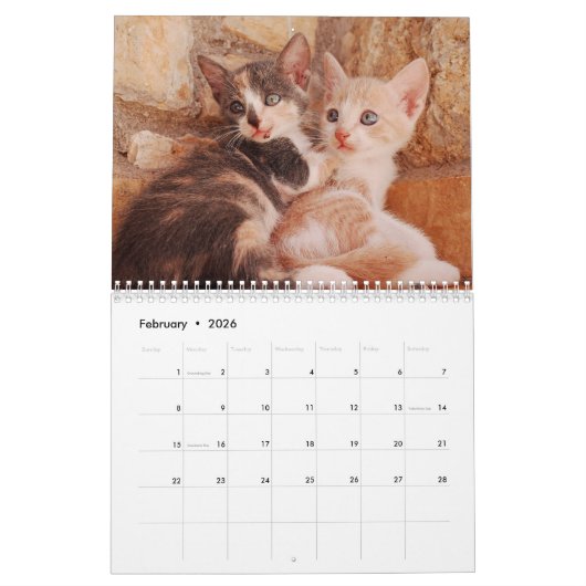 Kittens & Cats Kalender (Feb 2026)