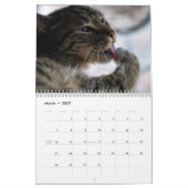 Kittens & Cats Kalender (Mar 2027)