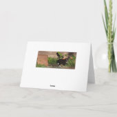 Kittens die Label Wenskaart spelen Kaart (Achterkant)