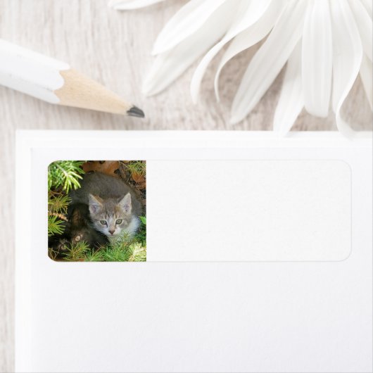 Kittens Etiket (Insitu)