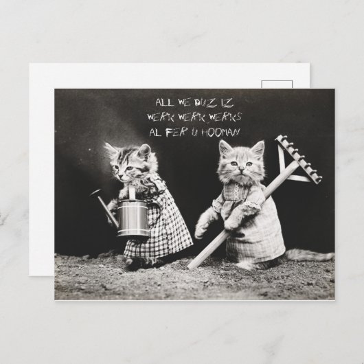 Kittens Feestdagenkaart (Voorkant / Achterkant)