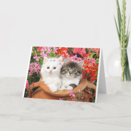 Kittens in a pot. kaart