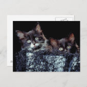 Kittens in container briefkaart (Voorkant / Achterkant)