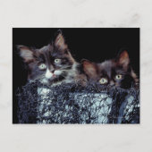 Kittens in container briefkaart (Voorkant)