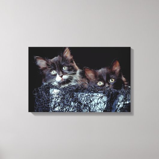 Kittens in container canvas afdruk (Voorkant)