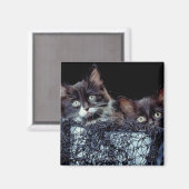 Kittens in container magneet (Voorkant / Achterkant)