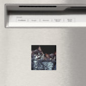 Kittens in container magneet (Insitu (Vaatwasser))