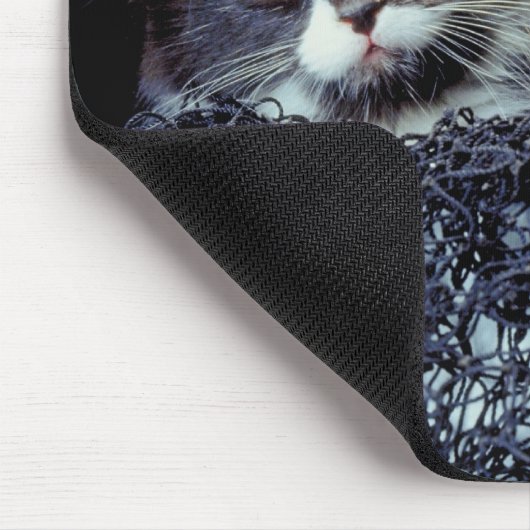 Kittens in container muismat (Hoek)