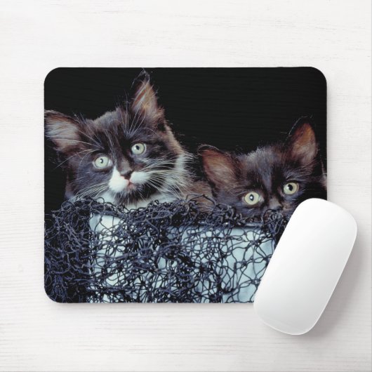 Kittens in container muismat (Met muis)