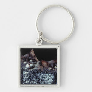 Kittens in container sleutelhanger