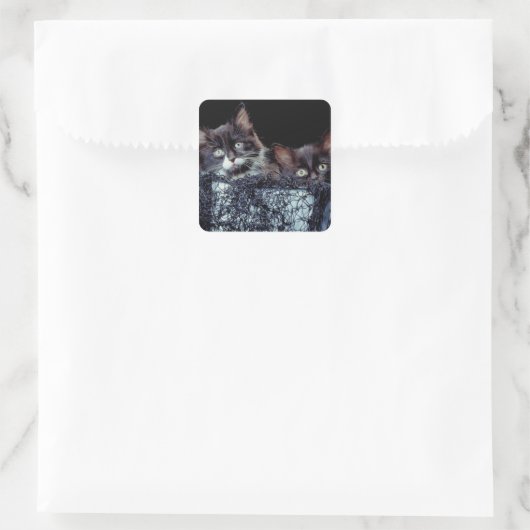 Kittens in container vierkante sticker (Tas)