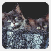 Kittens in container vierkante sticker (Voorkant)