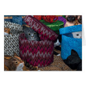 Kittens in dozen (Voorkant Horizontaal)