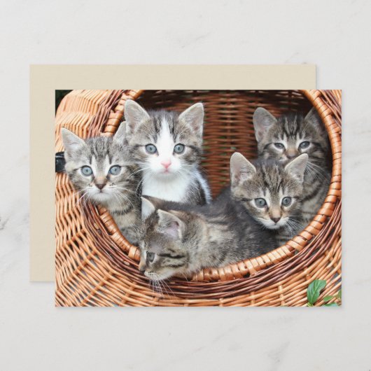 Kittens in een briefkaart (Voorkant / Achterkant)