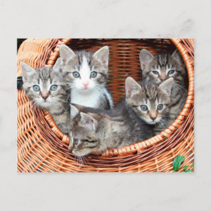 Kittens in een briefkaart