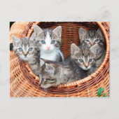 Kittens in een briefkaart (Voorkant)