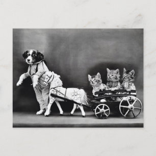 Kittens in een Carriage Briefkaart