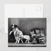 Kittens in een Carriage Briefkaart (Voorkant / Achterkant)