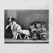 Kittens in een Carriage Briefkaart (Voorkant)