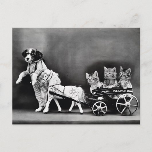 Kittens in een Carriage Briefkaart (Voorkant)