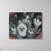 Kittens in een mandje canvas afdruk (Voorkant)