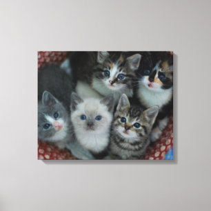Kittens in een mandje canvas afdruk