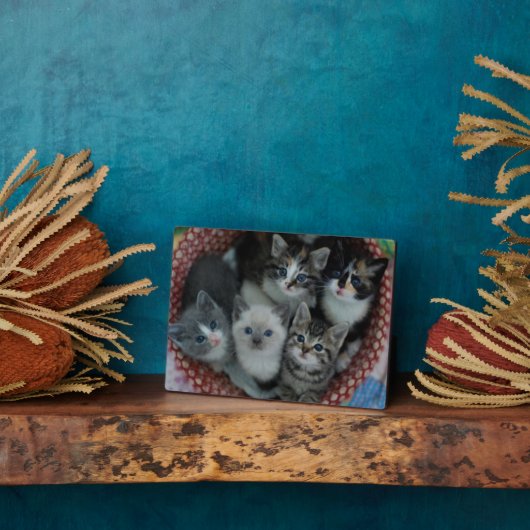 Kittens in een mandje fotoplaat (Zijkant)