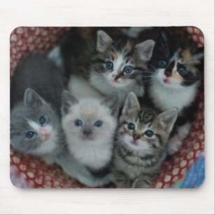 Kittens in een mandje muismat