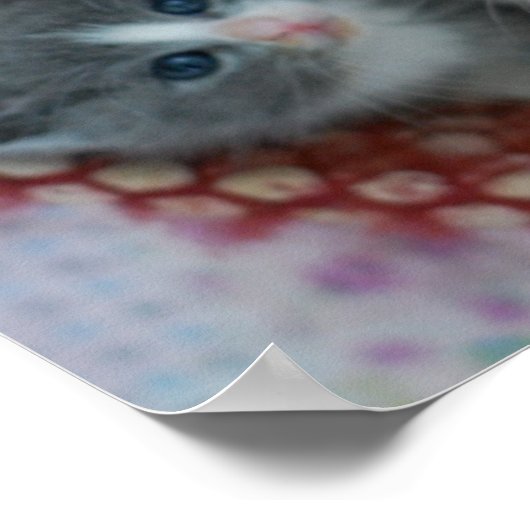 Kittens in een mandje poster (Hoek)