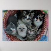 Kittens in een mandje poster (Voorkant)