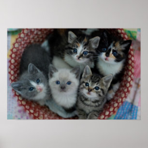 Kittens in een mandje poster