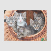 Kittens in een mandje tissue papier (Voorkant)