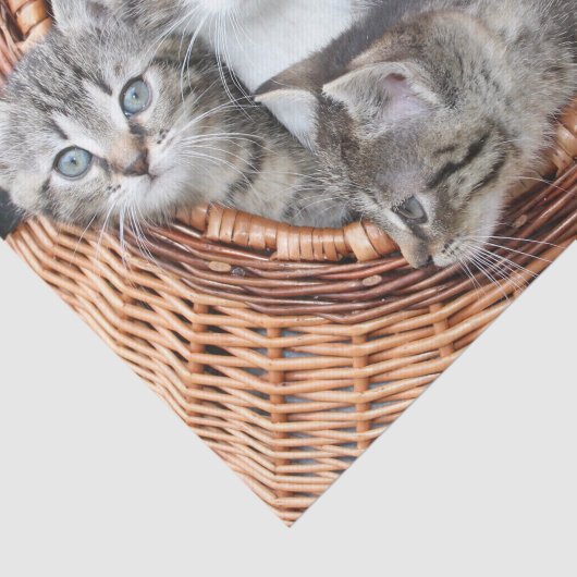 Kittens in een mandje tissue papier (Detail)